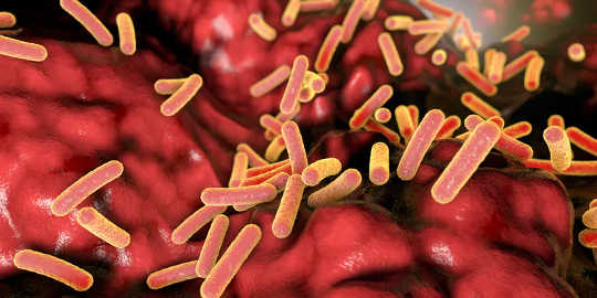An illustration of Faecalibacterium prausnitzii, an abundant bacterial species found in the human gut. It’s believed to give protection against inflammatory bowel disease, Crohn’s disease and colon cancer.