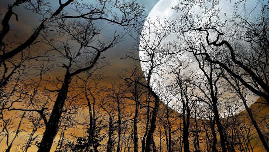 full moon over bare trees